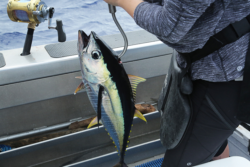 Marlin Queen Fishing Charters : Rarotonga : Business News Photos : Richard Moore : Photographer